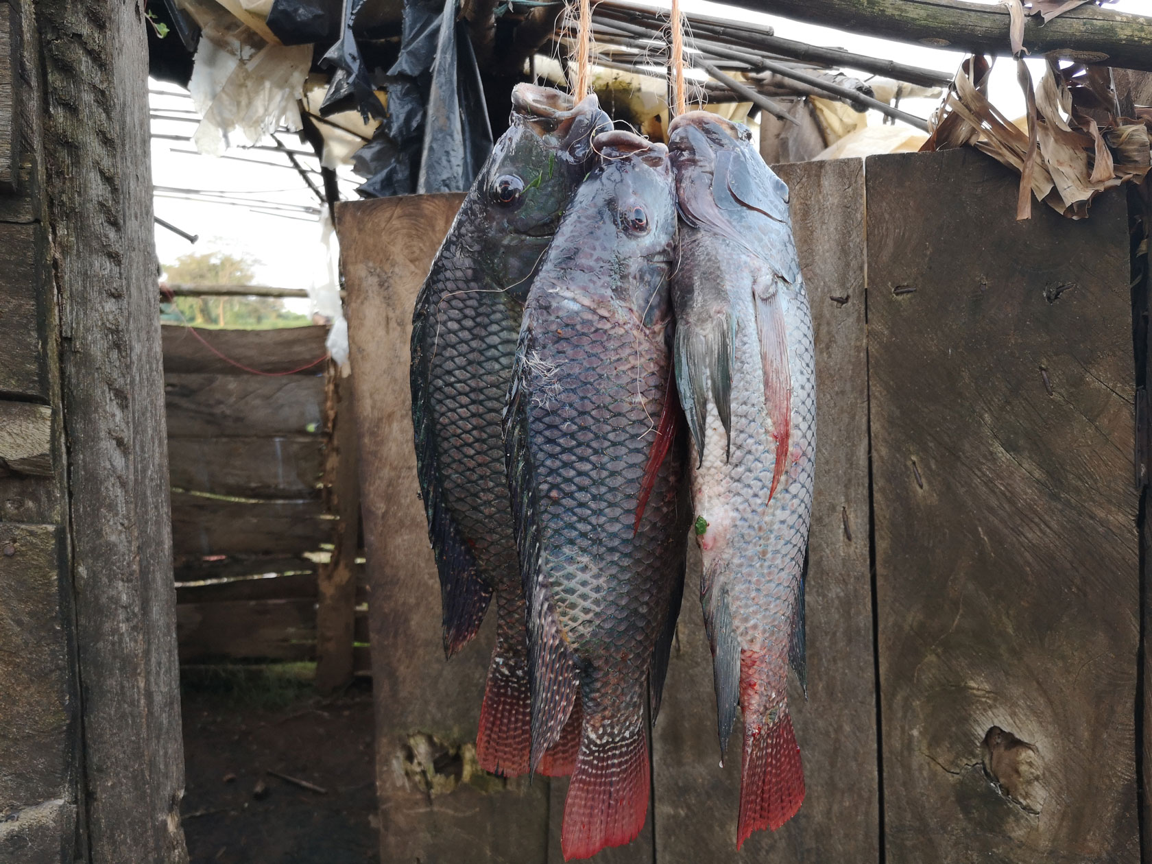 Fische hängen in einer Holzhütte. Am Viktoriasee in Uganda