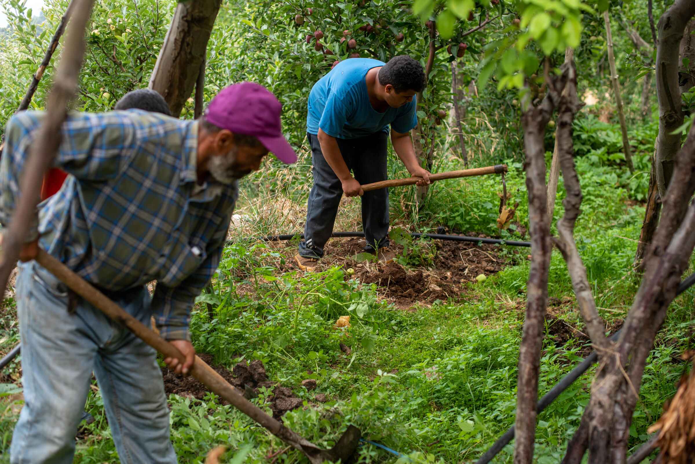 Zwei Männer bearbeiten mit landwirtschaftlichen Geräten den Boden